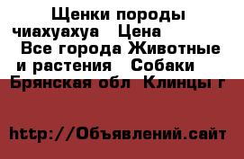 Щенки породы чиахуахуа › Цена ­ 12 000 - Все города Животные и растения » Собаки   . Брянская обл.,Клинцы г.